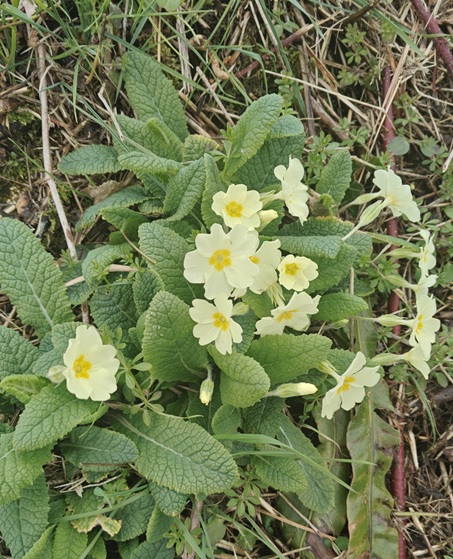Common Primrose